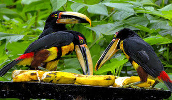 El Septimo Paraiso photo 4